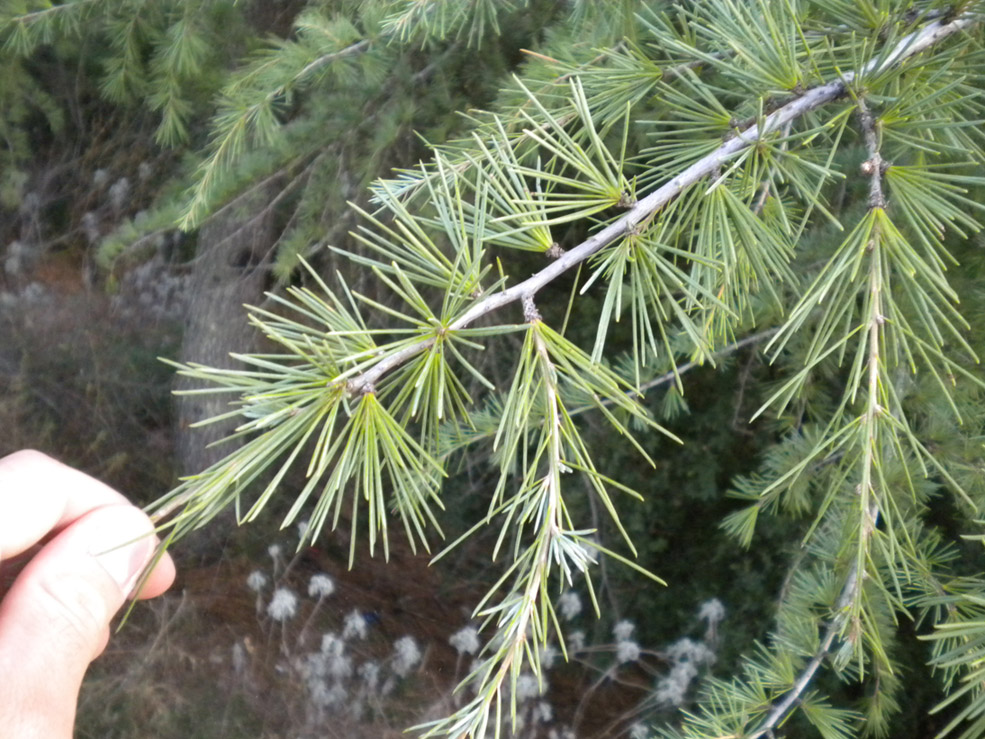 Cedrus deodara e C. atlantica